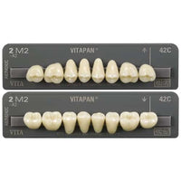 ⚠️ Vitapan Posterior Teeth